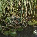 IMG_779138