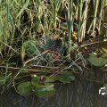 IMG_779149