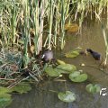 IMG_779172