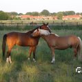 IMG_779943