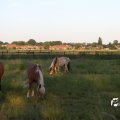 IMG_779946