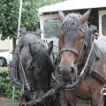 IMG_794515