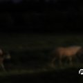 IMG_796978