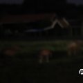 IMG_796980