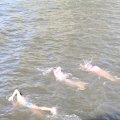 IMG_805156