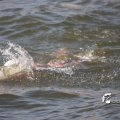 IMG_805486