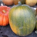 IMG_808407