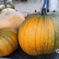 IMG_808408