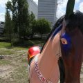 IMG_809753