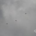 IMG_812023