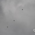IMG_812024