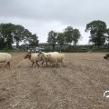 IMG_820611