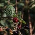 IMG_823328