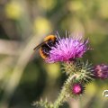 IMG_823353