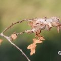 IMG_823363