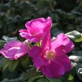 IMG_823373