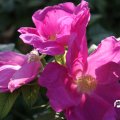 IMG_823374