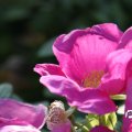 IMG_823376