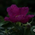 IMG_823377