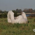 IMG_823396