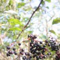 IMG_823911