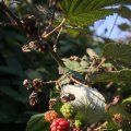 IMG_823912