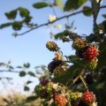 IMG_823924