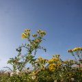 IMG_823975