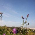 IMG_823996