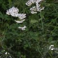 IMG_824031