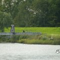 _IGP0593