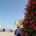 IMG_826999