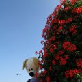 IMG_827001