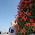IMG_827002