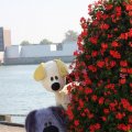 IMG_827041