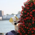 IMG_827045