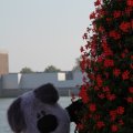 IMG_827050