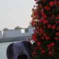 IMG_827052