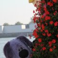 IMG_827053