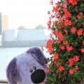IMG_827061