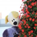 IMG_827062