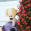 IMG_827068