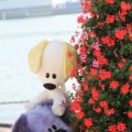 IMG_827071
