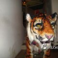 DSC08991