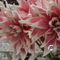 IMG_829230