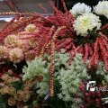 IMG_829231