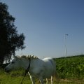 00332J2011