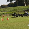 IMG_828652