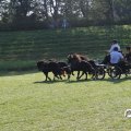 IMG_828696