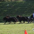 IMG_828699